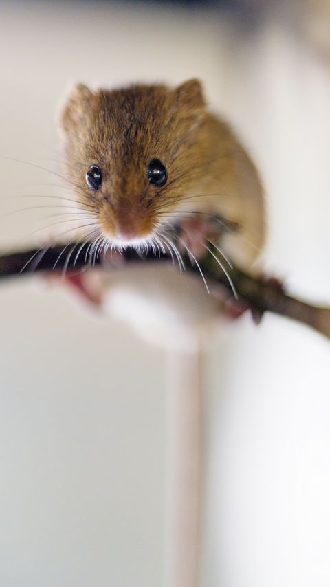 Download wallpaper 2160x3840 mouse, rodent, branch, blur samsung galaxy s4, s5, note, sony xperia z, z1, z2, z3, htc one, lenovo vibe hd background