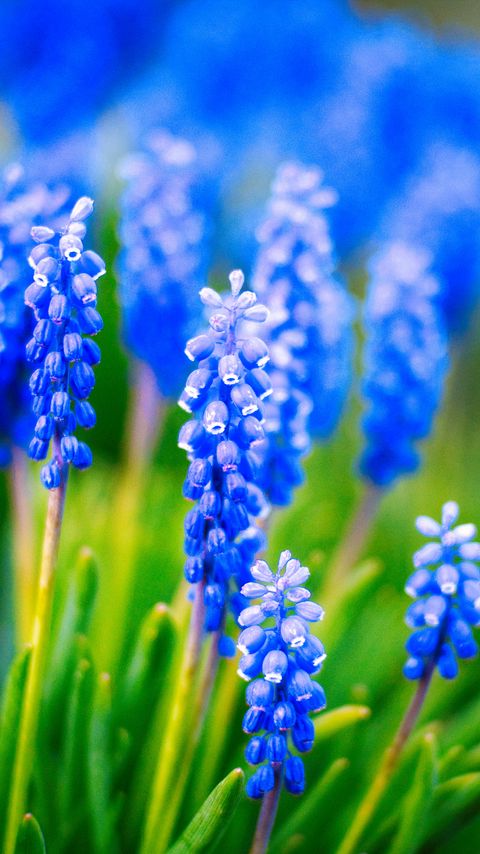 Download wallpaper 2160x3840 muscari, flowers, leaves, blue samsung galaxy s4, s5, note, sony xperia z, z1, z2, z3, htc one, lenovo vibe hd background