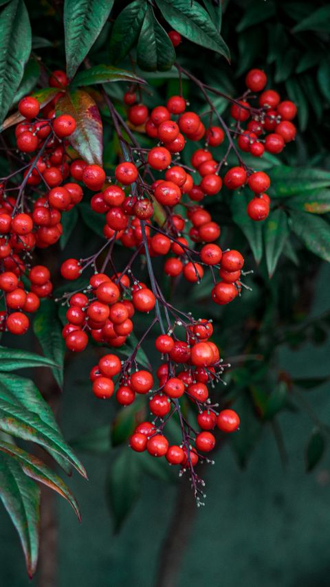 Download wallpaper 2160x3840 nandina, berries, leaves, branches, macro samsung galaxy s4, s5, note, sony xperia z, z1, z2, z3, htc one, lenovo vibe hd background