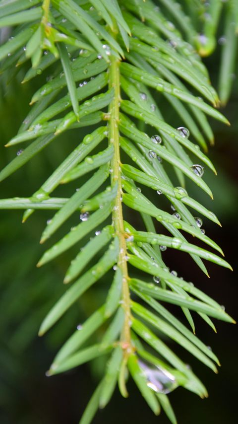 Download wallpaper 2160x3840 needles, branch, rain, drops, macro samsung galaxy s4, s5, note, sony xperia z, z1, z2, z3, htc one, lenovo vibe hd background