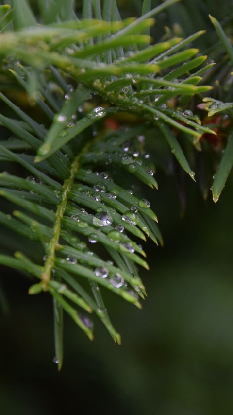 Download wallpaper 2160x3840 needles, branch, water, drops, macro samsung galaxy s4, s5, note, sony xperia z, z1, z2, z3, htc one, lenovo vibe hd background