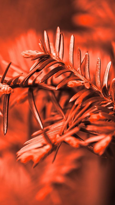 Download wallpaper 2160x3840 needles, branches, blur, marco samsung galaxy s4, s5, note, sony xperia z, z1, z2, z3, htc one, lenovo vibe hd background
