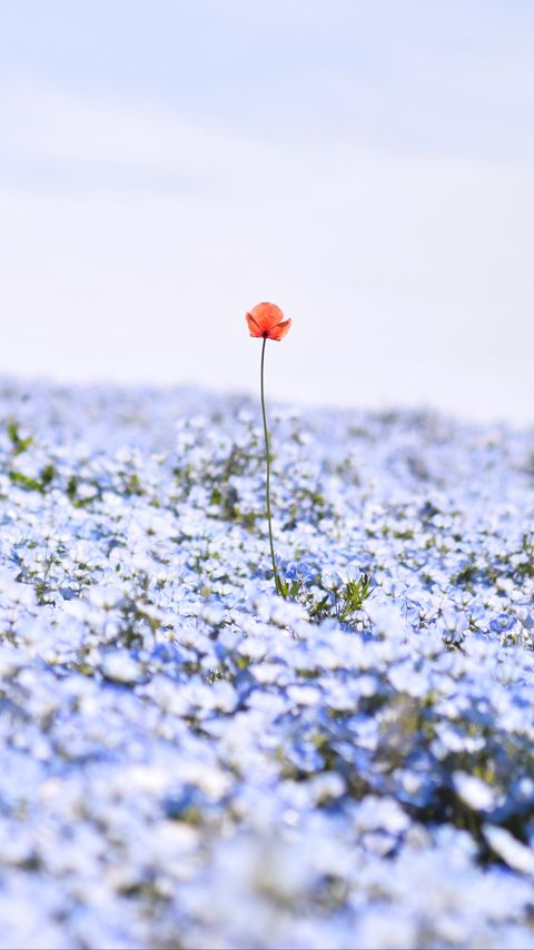 Download wallpaper 2160x3840 nemophila, flowers, petals, field samsung galaxy s4, s5, note, sony xperia z, z1, z2, z3, htc one, lenovo vibe hd background