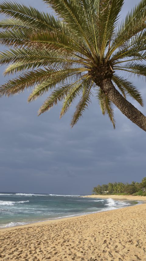 Download wallpaper 2160x3840 ocean, beach, sand, palm tree, tropics samsung galaxy s4, s5, note, sony xperia z, z1, z2, z3, htc one, lenovo vibe hd background