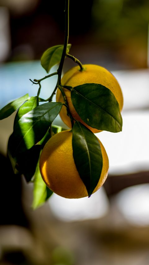 Download wallpaper 2160x3840 oranges, leaves, branch, fruit samsung galaxy s4, s5, note, sony xperia z, z1, z2, z3, htc one, lenovo vibe hd background