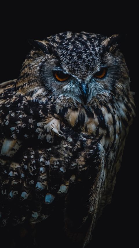 Download wallpaper 2160x3840 owl, bird, darkness samsung galaxy s4, s5, note, sony xperia z, z1, z2, z3, htc one, lenovo vibe hd background