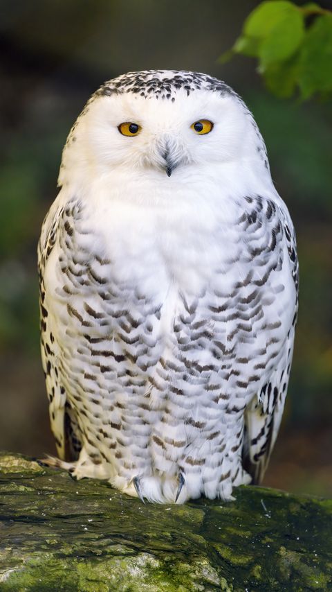 Download wallpaper 2160x3840 owl, bird, feathers, glance, wildlife samsung galaxy s4, s5, note, sony xperia z, z1, z2, z3, htc one, lenovo vibe hd background