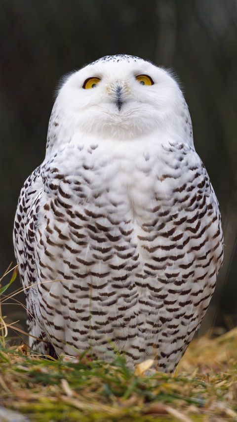 Download wallpaper 2160x3840 owl, glance, bird, funny, wildlife samsung galaxy s4, s5, note, sony xperia z, z1, z2, z3, htc one, lenovo vibe hd background