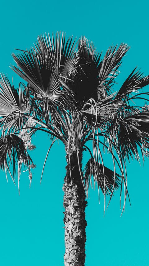 Download wallpaper 2160x3840 palm, tree, background, grey, blue samsung galaxy s4, s5, note, sony xperia z, z1, z2, z3, htc one, lenovo vibe hd background