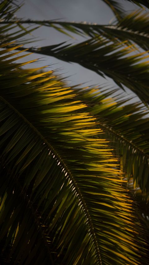 Download wallpaper 2160x3840 palm tree, branch, leaves, macro samsung galaxy s4, s5, note, sony xperia z, z1, z2, z3, htc one, lenovo vibe hd background