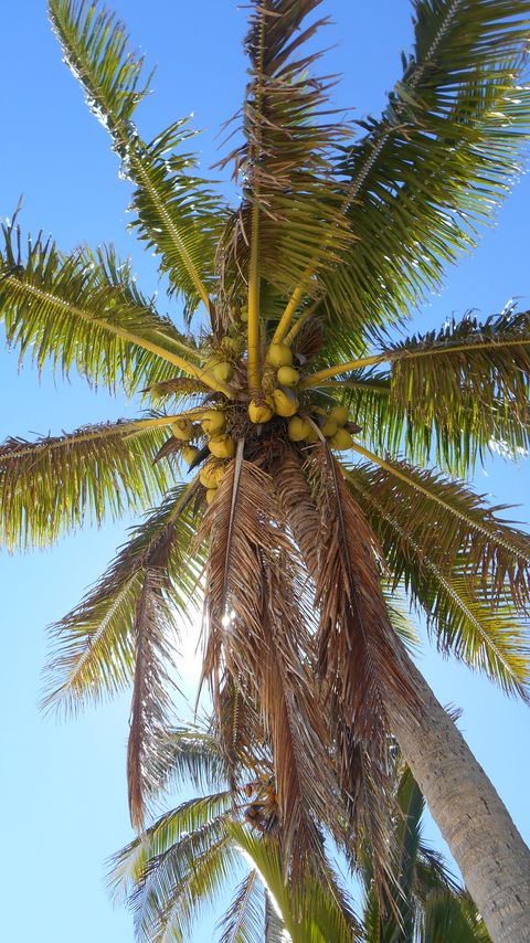 Download wallpaper 2160x3840 palm tree, branches, bottom view, sky samsung galaxy s4, s5, note, sony xperia z, z1, z2, z3, htc one, lenovo vibe hd background