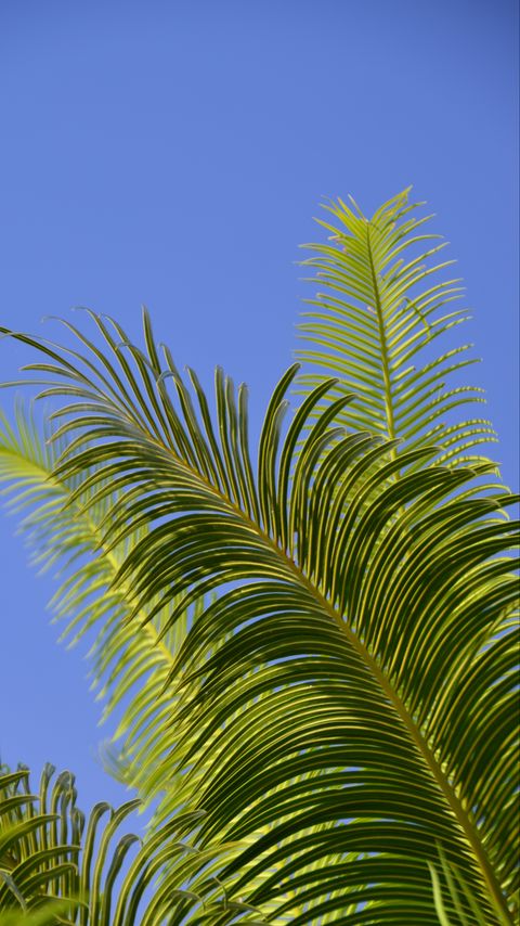 Download wallpaper 2160x3840 palm tree, branches, leaves, sky, green samsung galaxy s4, s5, note, sony xperia z, z1, z2, z3, htc one, lenovo vibe hd background