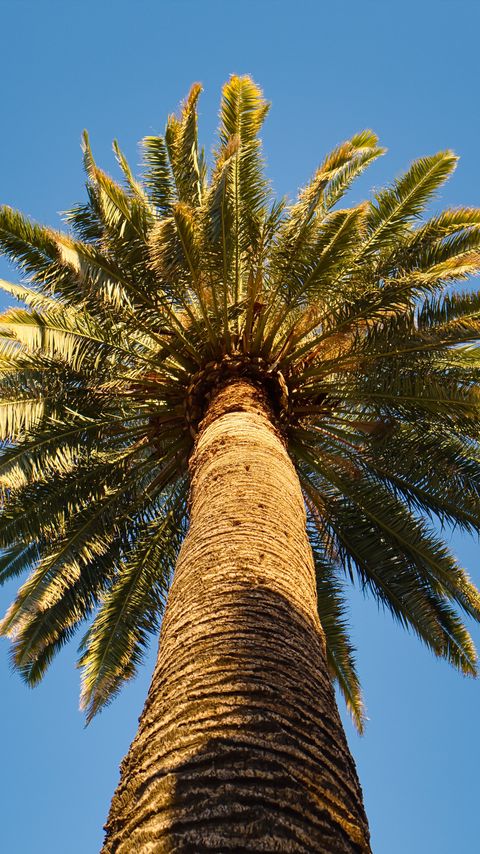 Download wallpaper 2160x3840 palm tree, branches, sky, bottom view samsung galaxy s4, s5, note, sony xperia z, z1, z2, z3, htc one, lenovo vibe hd background