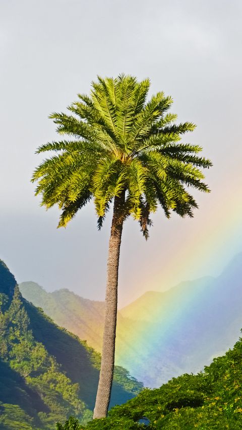 Download wallpaper 2160x3840 palm tree, mountains, rainbow, landscape samsung galaxy s4, s5, note, sony xperia z, z1, z2, z3, htc one, lenovo vibe hd background