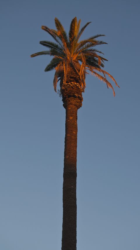 Download wallpaper 2160x3840 palm tree, tree, branches, sky, minimalism samsung galaxy s4, s5, note, sony xperia z, z1, z2, z3, htc one, lenovo vibe hd background