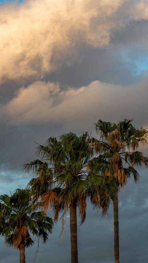 Download wallpaper 2160x3840 palm trees, branches, clouds, sky, nature samsung galaxy s4, s5, note, sony xperia z, z1, z2, z3, htc one, lenovo vibe hd background