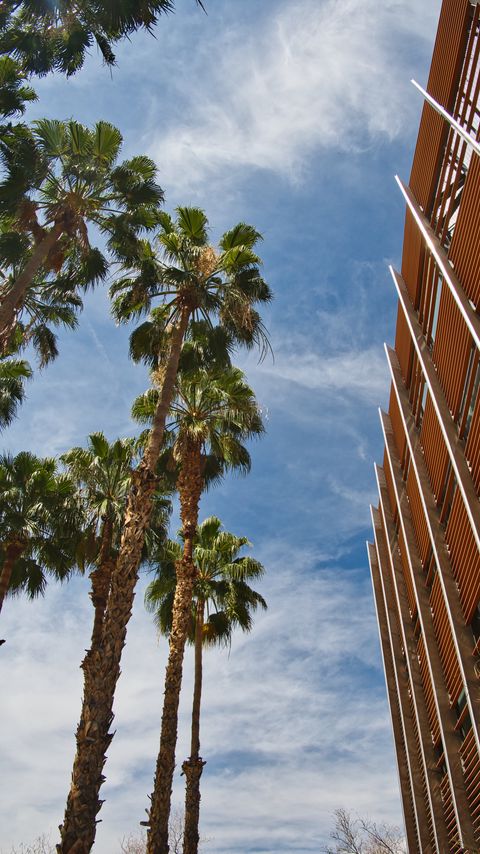 Download wallpaper 2160x3840 palm trees, building, sky, bottom view samsung galaxy s4, s5, note, sony xperia z, z1, z2, z3, htc one, lenovo vibe hd background