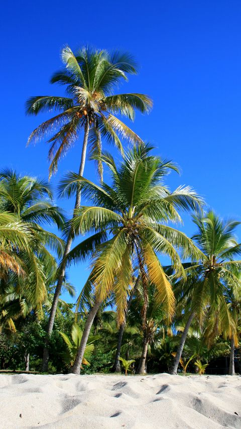 Download wallpaper 2160x3840 palm trees, trees, sand, nature, tropics samsung galaxy s4, s5, note, sony xperia z, z1, z2, z3, htc one, lenovo vibe hd background