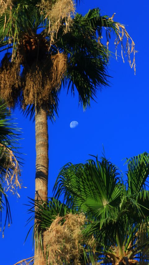 Download wallpaper 2160x3840 palm trees, tropics, sky, moon samsung galaxy s4, s5, note, sony xperia z, z1, z2, z3, htc one, lenovo vibe hd background