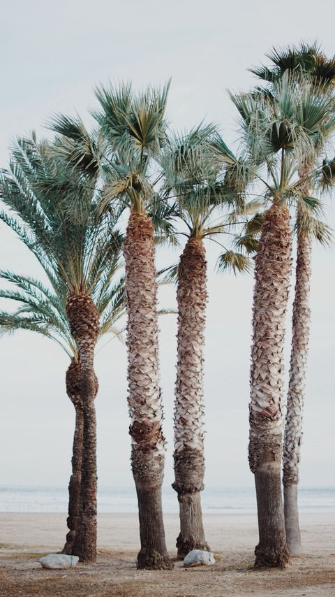 Download wallpaper 2160x3840 palm trees, tropics, trees, beach samsung galaxy s4, s5, note, sony xperia z, z1, z2, z3, htc one, lenovo vibe hd background