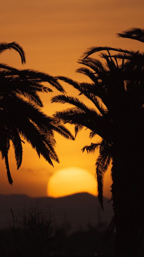 Download wallpaper 2160x3840 palms, branches, silhouette, stars, twilight, nature samsung galaxy s4, s5, note, sony xperia z, z1, z2, z3, htc one, lenovo vibe hd background