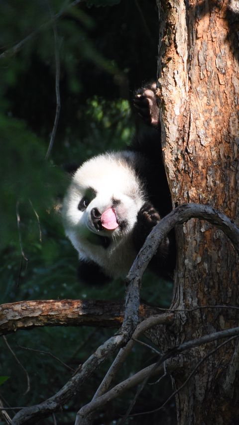 Download wallpaper 2160x3840 panda, animal, tree, leaves, protruding tongue, funny samsung galaxy s4, s5, note, sony xperia z, z1, z2, z3, htc one, lenovo vibe hd background