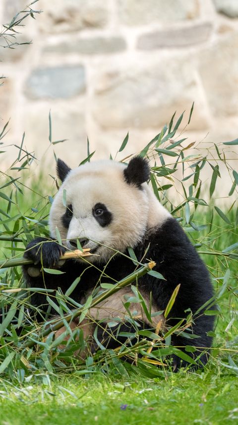 Download wallpaper 2160x3840 panda, leaves, branches, grass, animal samsung galaxy s4, s5, note, sony xperia z, z1, z2, z3, htc one, lenovo vibe hd background