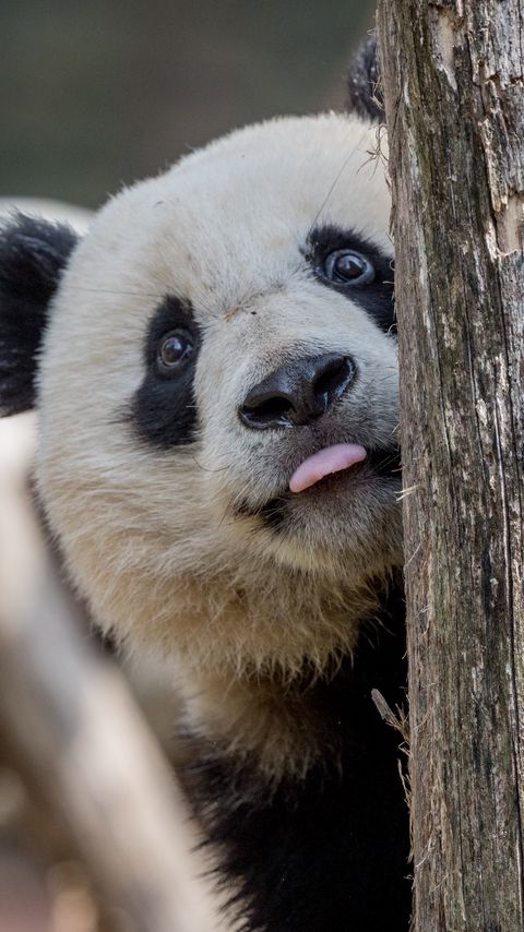 Download wallpaper 2160x3840 panda, protruding tongue, animal, tree samsung galaxy s4, s5, note, sony xperia z, z1, z2, z3, htc one, lenovo vibe hd background