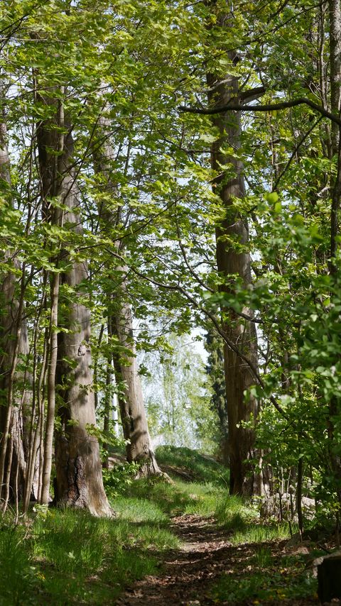 Download wallpaper 2160x3840 path, grass, trees, forest samsung galaxy s4, s5, note, sony xperia z, z1, z2, z3, htc one, lenovo vibe hd background