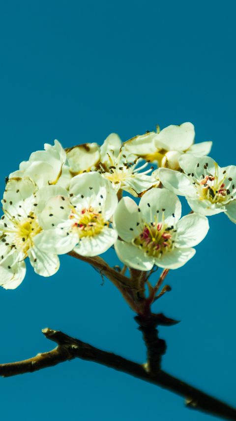 Download wallpaper 2160x3840 pear, flowers, petals, branch samsung galaxy s4, s5, note, sony xperia z, z1, z2, z3, htc one, lenovo vibe hd background