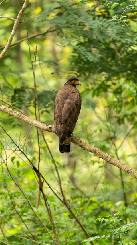 Download wallpaper 2160x3840 pern, bird, branch, wildlife samsung galaxy s4, s5, note, sony xperia z, z1, z2, z3, htc one, lenovo vibe hd background