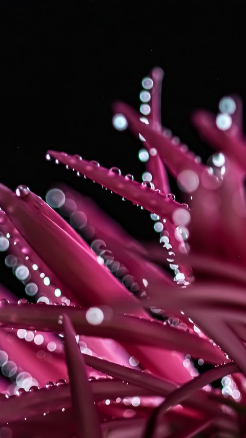 Download wallpaper 2160x3840 petals, drops, bokeh, flower, macro samsung galaxy s4, s5, note, sony xperia z, z1, z2, z3, htc one, lenovo vibe hd background