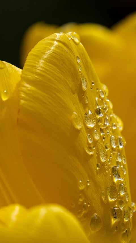 Download wallpaper 2160x3840 petals, flower, drops, dew, macro, yellow samsung galaxy s4, s5, note, sony xperia z, z1, z2, z3, htc one, lenovo vibe hd background