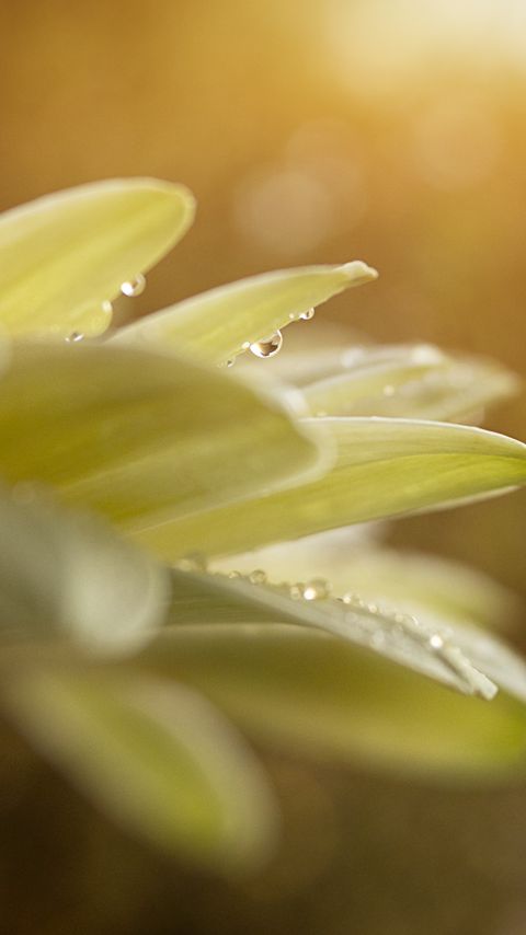 Download wallpaper 2160x3840 petals, flower, drops, blur samsung galaxy s4, s5, note, sony xperia z, z1, z2, z3, htc one, lenovo vibe hd background