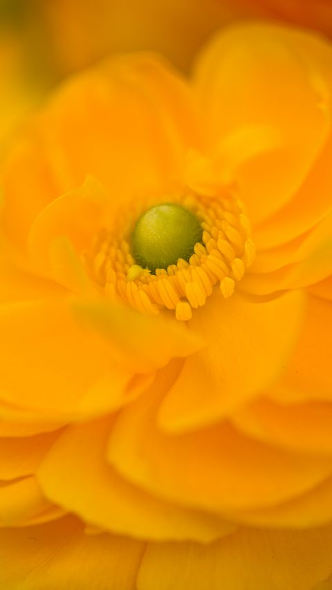 Download wallpaper 2160x3840 petals, flower, macro, yellow samsung galaxy s4, s5, note, sony xperia z, z1, z2, z3, htc one, lenovo vibe hd background