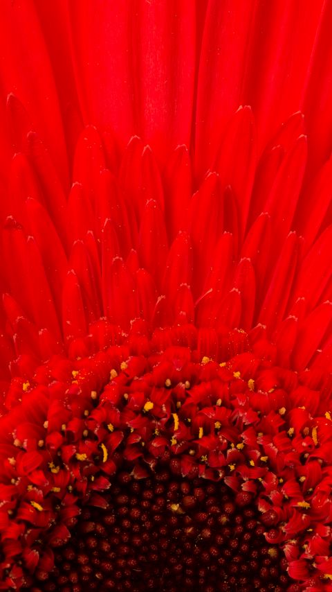 Download wallpaper 2160x3840 petals, flower, red, macro samsung galaxy s4, s5, note, sony xperia z, z1, z2, z3, htc one, lenovo vibe hd background