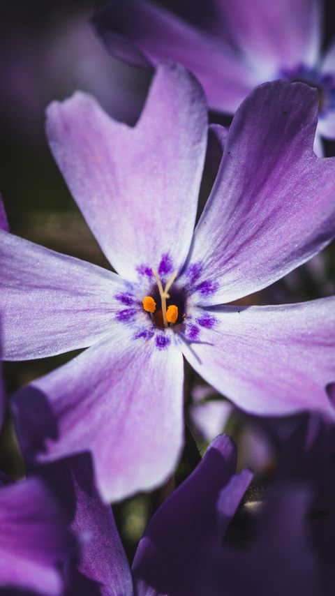Download wallpaper 2160x3840 phlox, flower, petals, macro, purple samsung galaxy s4, s5, note, sony xperia z, z1, z2, z3, htc one, lenovo vibe hd background