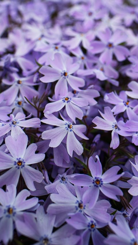 Download wallpaper 2160x3840 phlox, petals, flowers, purple samsung galaxy s4, s5, note, sony xperia z, z1, z2, z3, htc one, lenovo vibe hd background