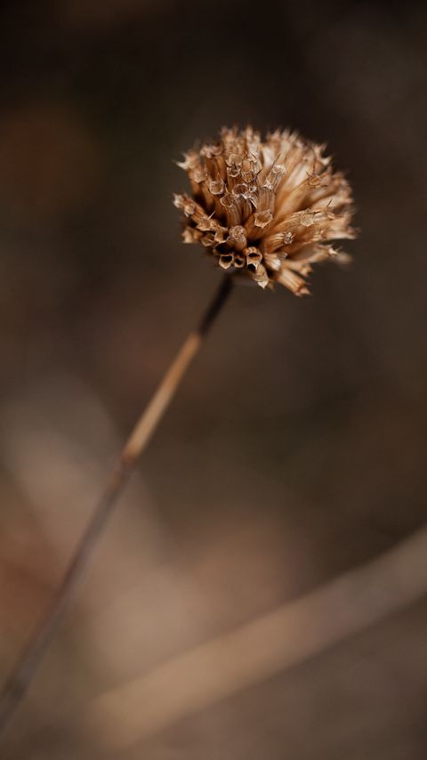 Download wallpaper 2160x3840 plant, flower, dry, macro samsung galaxy s4, s5, note, sony xperia z, z1, z2, z3, htc one, lenovo vibe hd background