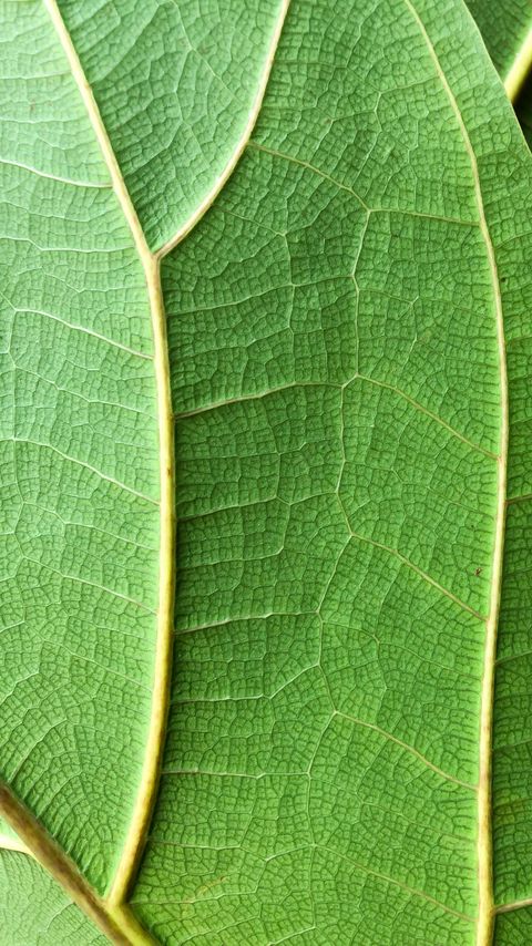 Download wallpaper 2160x3840 plant, leaf, macro samsung galaxy s4, s5, note, sony xperia z, z1, z2, z3, htc one, lenovo vibe hd background