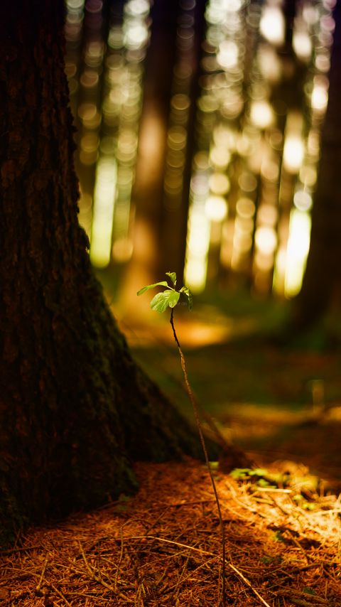 Download wallpaper 2160x3840 plant, leaves, blur samsung galaxy s4, s5, note, sony xperia z, z1, z2, z3, htc one, lenovo vibe hd background