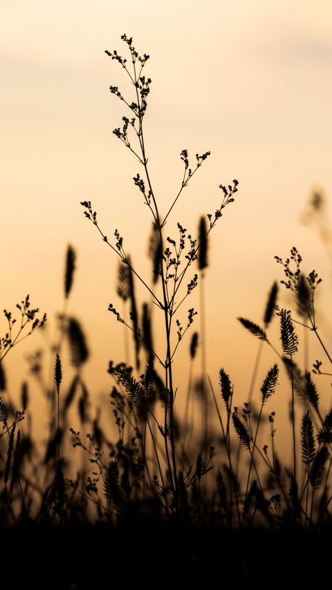 Download wallpaper 2160x3840 plants, silhouettes, twilight samsung galaxy s4, s5, note, sony xperia z, z1, z2, z3, htc one, lenovo vibe hd background