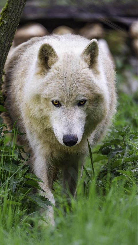 Download wallpaper 2160x3840 polar wolf, movement, predator, grass samsung galaxy s4, s5, note, sony xperia z, z1, z2, z3, htc one, lenovo vibe hd background