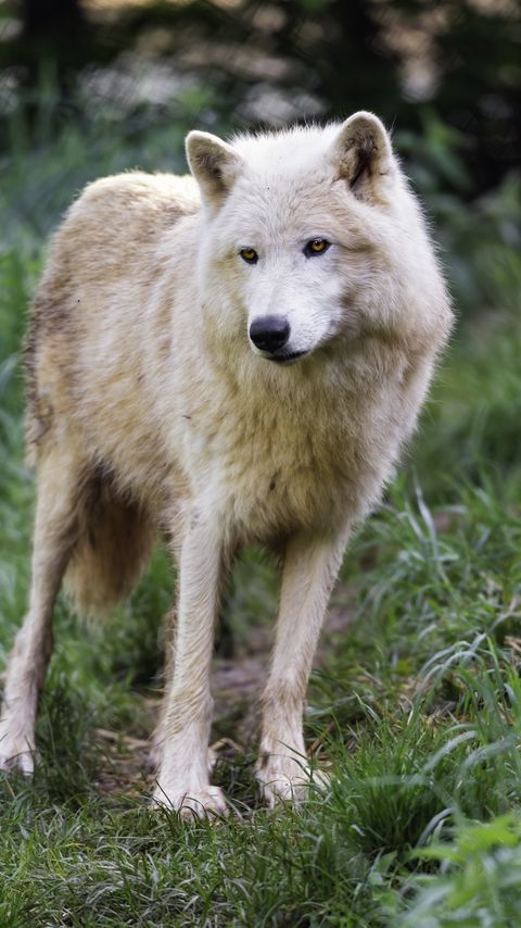 Download wallpaper 2160x3840 polar wolf, wolf, predator, grass, animal samsung galaxy s4, s5, note, sony xperia z, z1, z2, z3, htc one, lenovo vibe hd background