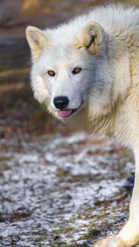 Download wallpaper 2160x3840 polar wolf, wolf, protruding tongue, predator, animal, white samsung galaxy s4, s5, note, sony xperia z, z1, z2, z3, htc one, lenovo vibe hd background