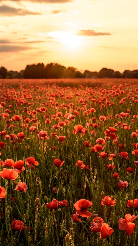 Download wallpaper 2160x3840 poppies, flowers, field, sunshine samsung galaxy s4, s5, note, sony xperia z, z1, z2, z3, htc one, lenovo vibe hd background