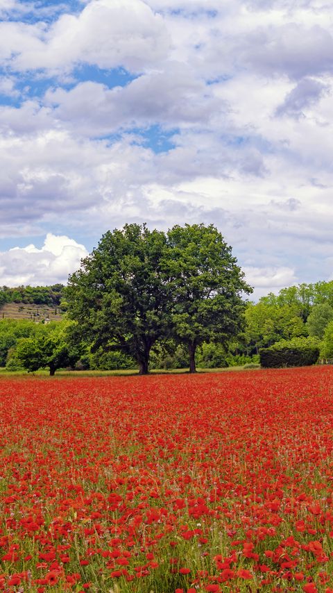 Download wallpaper 2160x3840 poppies, flowers, field, trees samsung galaxy s4, s5, note, sony xperia z, z1, z2, z3, htc one, lenovo vibe hd background