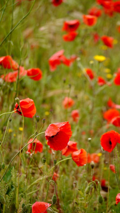 Download wallpaper 2160x3840 poppies, flowers, petals, buds, leaves, red samsung galaxy s4, s5, note, sony xperia z, z1, z2, z3, htc one, lenovo vibe hd background