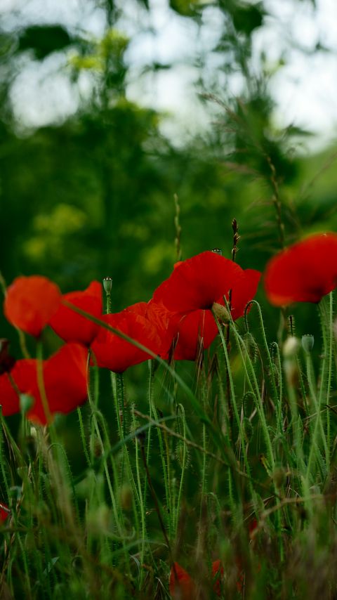 Download wallpaper 2160x3840 poppies, flowers, petals, grass, red, green samsung galaxy s4, s5, note, sony xperia z, z1, z2, z3, htc one, lenovo vibe hd background