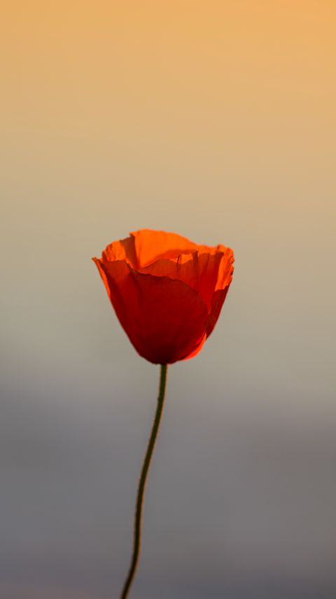 Download wallpaper 2160x3840 poppy, flower, petals, sunset samsung galaxy s4, s5, note, sony xperia z, z1, z2, z3, htc one, lenovo vibe hd background